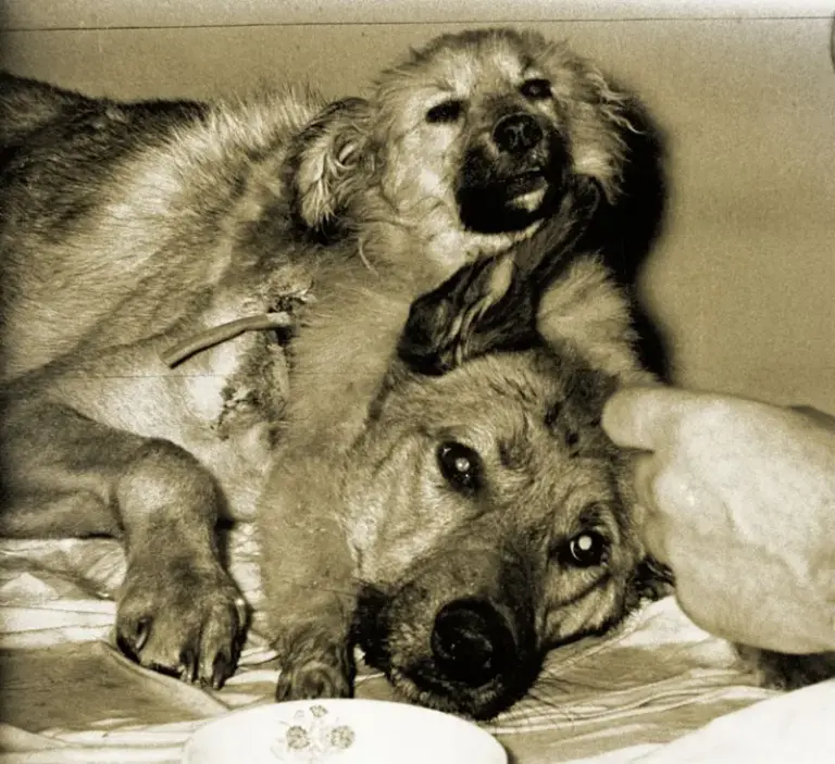 Experimento del perro de dos cabezas: del circo a la serie técnica 6 36c9d990 54fa 11ef b2d2 cdb23d5d7c5b.jpg